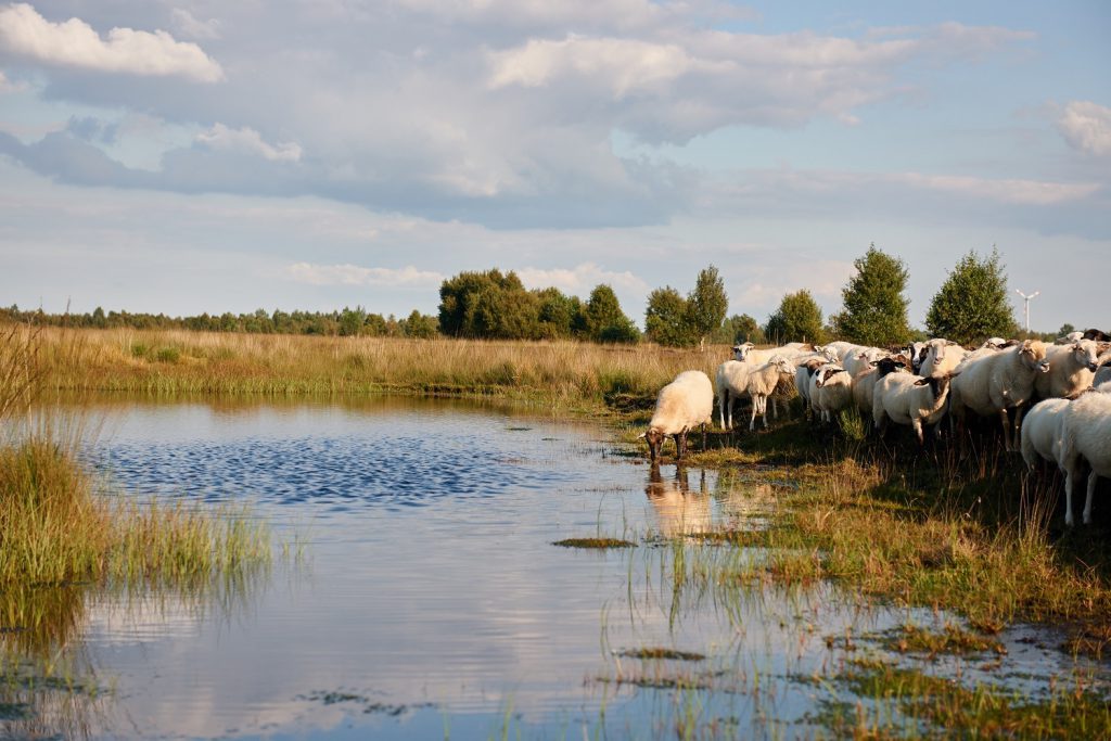 Bargerveen 1536 x 768 pixels