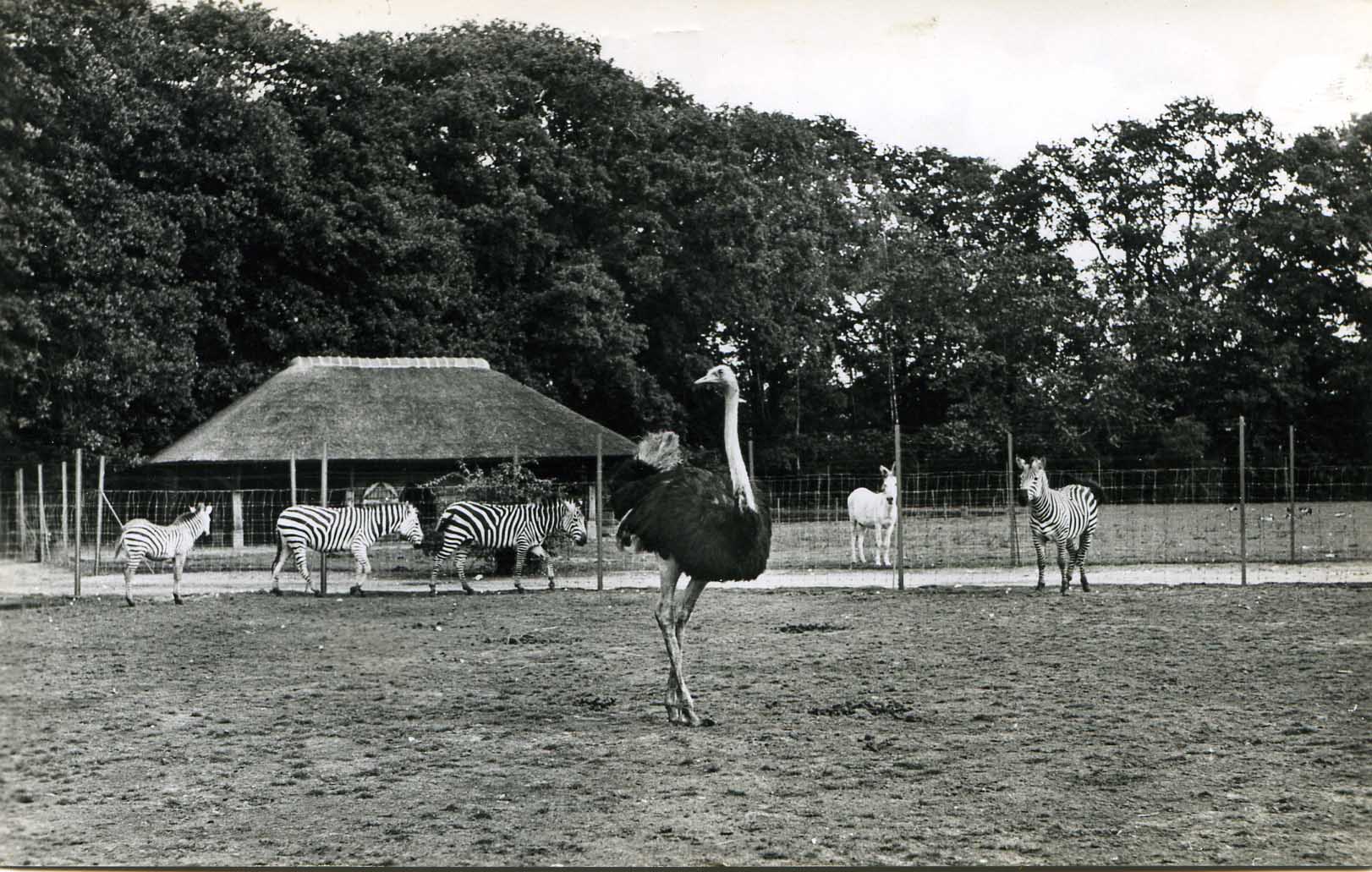afb-04-struis-ezels-1961