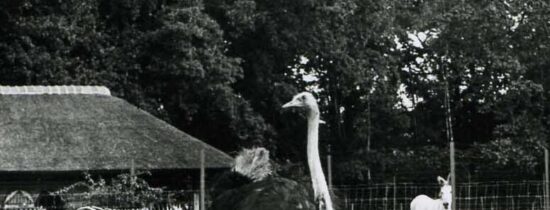 Afbeelding struisvogel, exel en zebra's in de oude dierentuin van Emmen