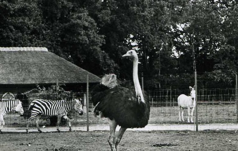 Afbeelding struisvogel, exel en zebra's in de oude dierentuin van Emmen